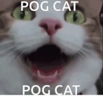 tommy pog