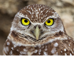 cooliscoollol