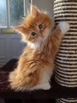 cat,s favrote games