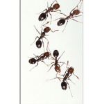 Adrian ants