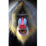 Baboon Squad ヒヒヒヒ