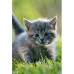 Kitty_army!