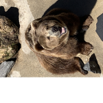 WE LIKE BEARS