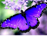 ~Beautiful Butterflies~