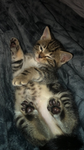 Binkyandlinky