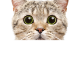 Smelly cat