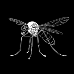 Mosquitinho Feliz