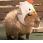 Divinity of Capybara