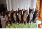 I ove kitys