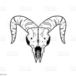 balck goat