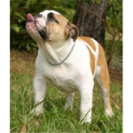 chubby bulldogs