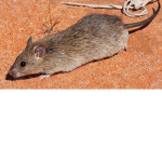 Fantasy rat group