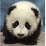 panda panda panda panda panda panda