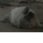 Save the sus seals