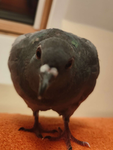 Tropa do Pombo [TDP]