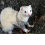 Ferret club bc why not