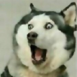 rawr