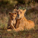 Powers lions