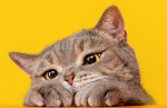 Facts About Cats