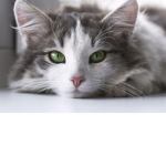 |+cats_x+|