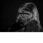 gorilla manes