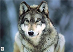 Silver Wolfs