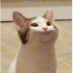 Pop cat Productions