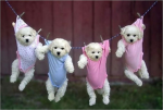 Puppy bar