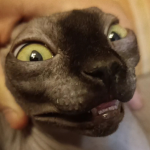Da catto