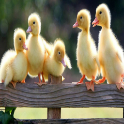 🦆 *~_Ducky Hangout_~* 🦆