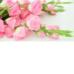 Petal's Studios