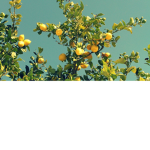 Mother Lemon