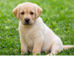 Labrador puppy group