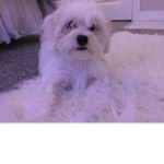 CookieThePupFam