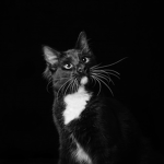 Monster Black