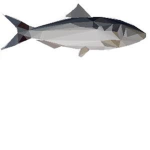 FISH ARMY UNITE