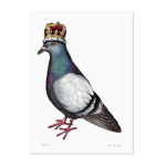 Royal Pigeons