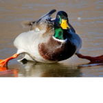duck lives matter