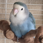 kotorumi
