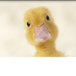 DUCKS RULE <3