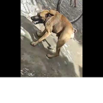 time cachorro cururu