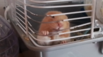 Hamsta :>