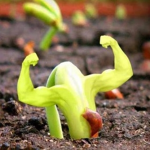 *Plant࿐ྂ