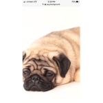 Boba pugs