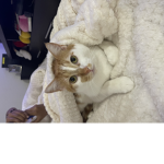 The Everyone Cat Clan