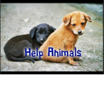 help the animals in need