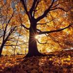 {- AutumnClan -}