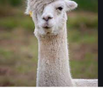 Llama Wonderland <3
