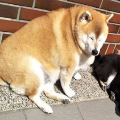 obese dogger Roblox decal
