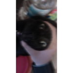 LaggedGang